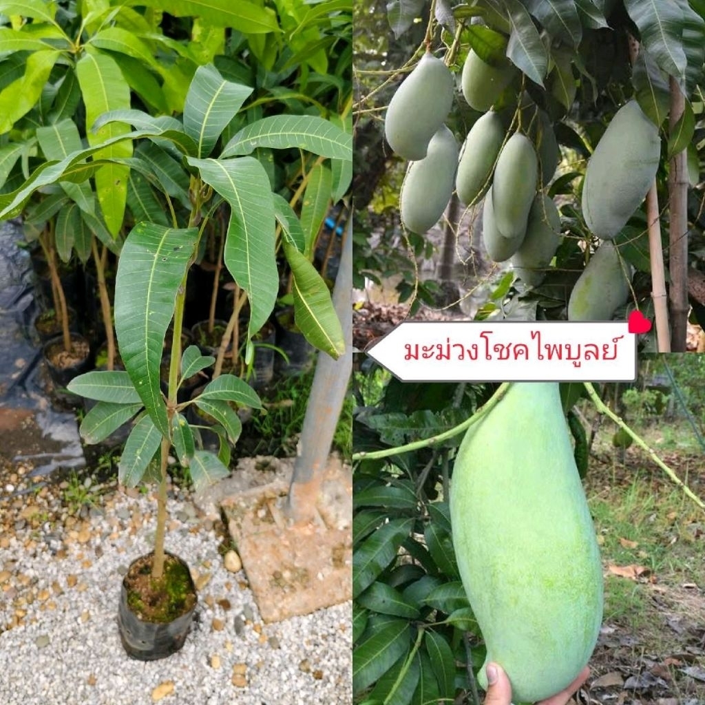 ต้นมะม่วงโชคไพบูลย์ ต้นพันธุ์เสียบยอด สูง70-100ซม.เป็นมะม่วงผลใหญ่มาก น้ำหนักต่อผลประมาณ 2-3 กิโลกรัม
