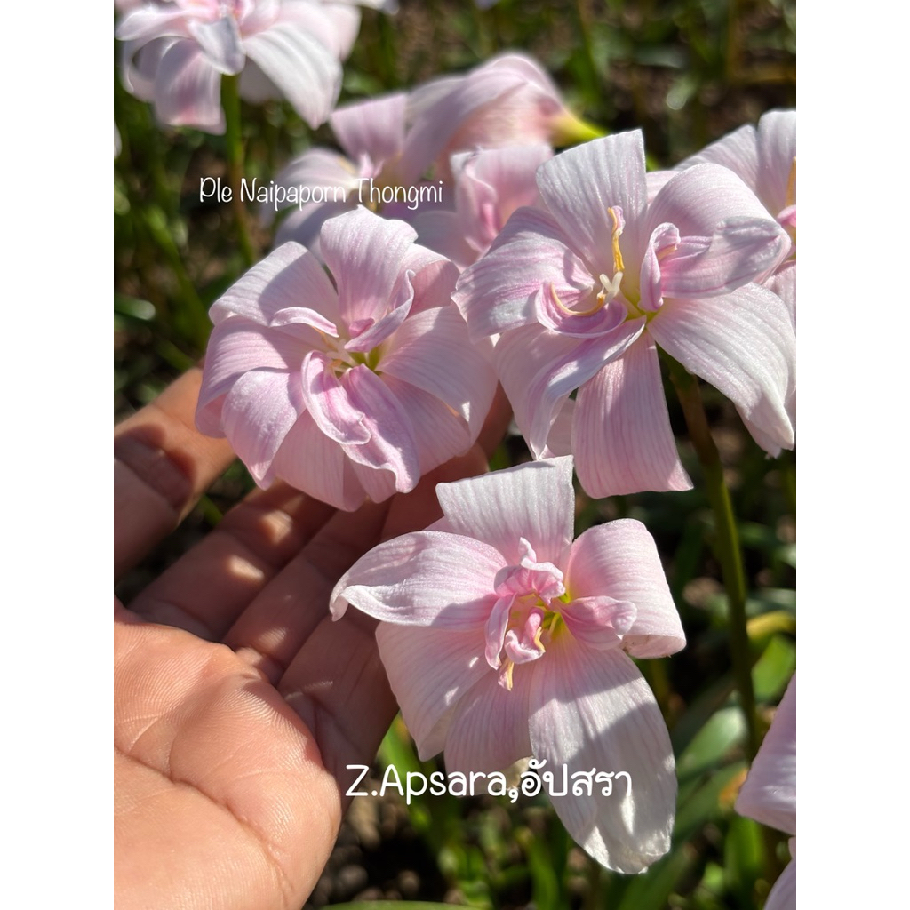 บัวดินสีชมพู ชื่อ Z.Apsara,อัปสรา 3หัว50บาท