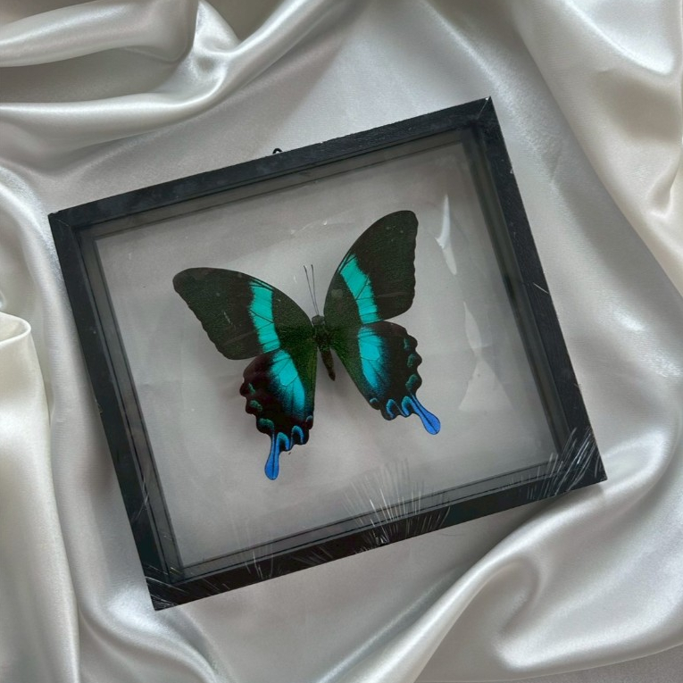 ผีเสื้อสต๊าฟ // Papilio Blumei