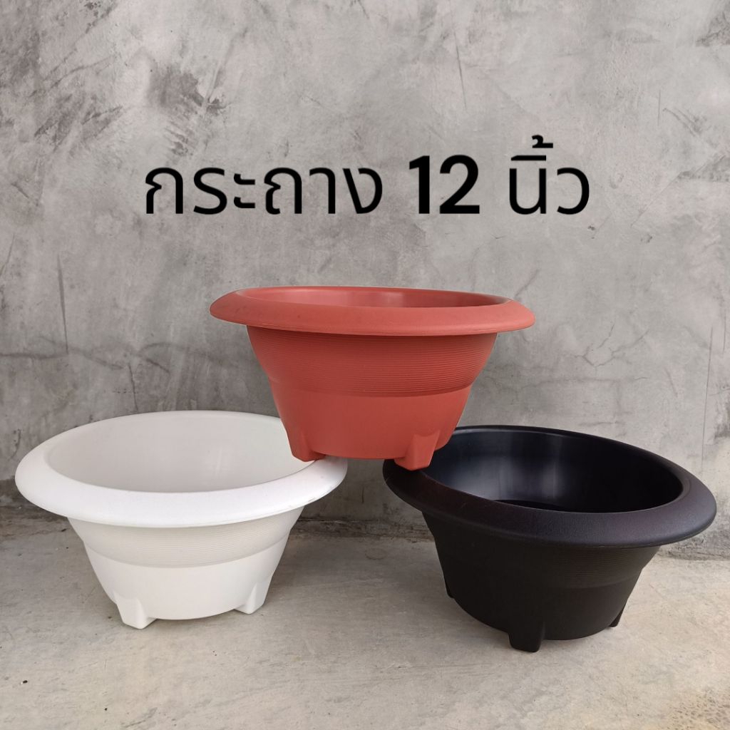 กระถาง 12 นิ้ว กระถางกระบองเพชร กระถางชวนชม