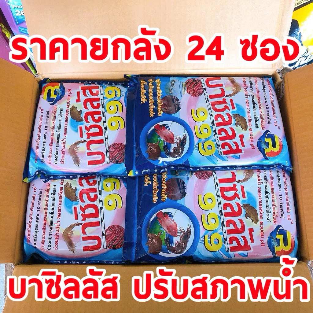 ยกลัง บาซิลลัส 999 ขนาด 1000 กรัมจุลินทรีย์ผงสำหรับบำบัดน้ำเสียในบ่อเลี้ยงสัตว์น้ำช่วยสร้างสีน้ำ ลดความเครียด ควบคุม pH