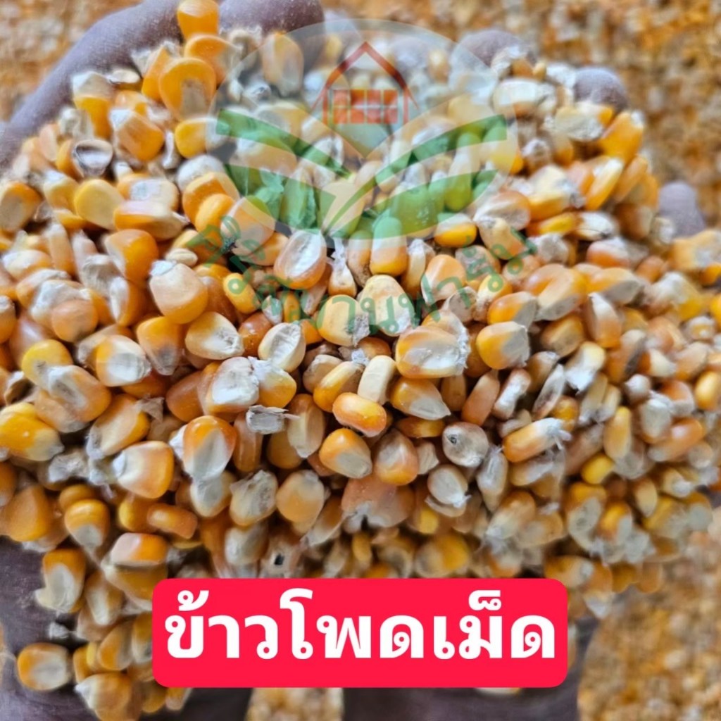 ข้าวโพดเม็ดอาหารสัตว์ ปลอดสารพิษ สะอาด  ราคาย่อมเยาว์ เหมาะกับไก่ เป็ด นก หนู หมู สัตว์ฟันแทะ ขนาด 0.5,1,2,5 กิโลกรัม