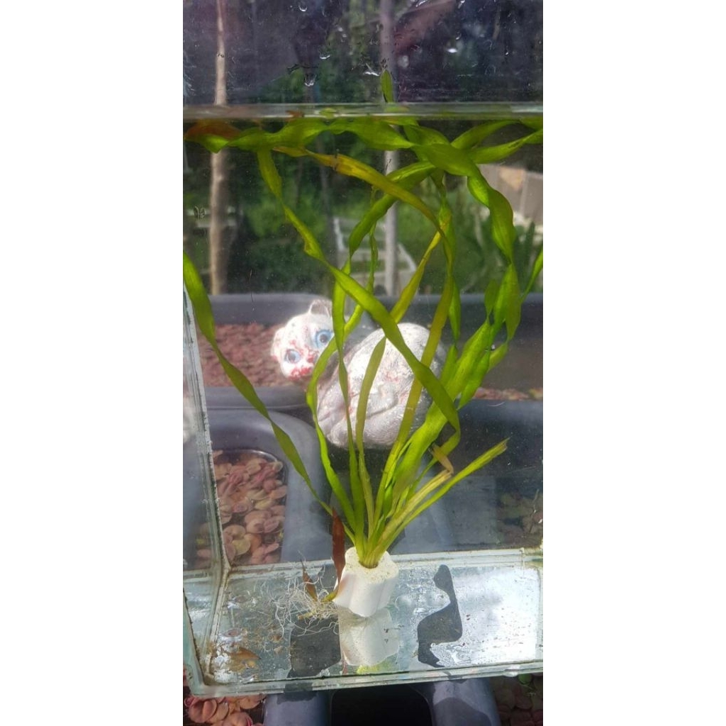 สาหร่ายเทปตรงใช้สำหรับประดับอ่างปลาตู้ปลาสวยงาม