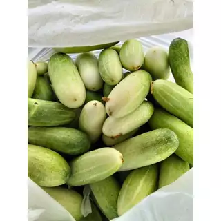 เมล็ดพันธุ์แตงกวา ผักสวนครัว 40-100 เมล็ด ผลตรง สีเขียว เนื้อกรอบ รสหวานฉ่ำ ปลูกง่าย ชอบแดด [10 แถม 1 คละได้]