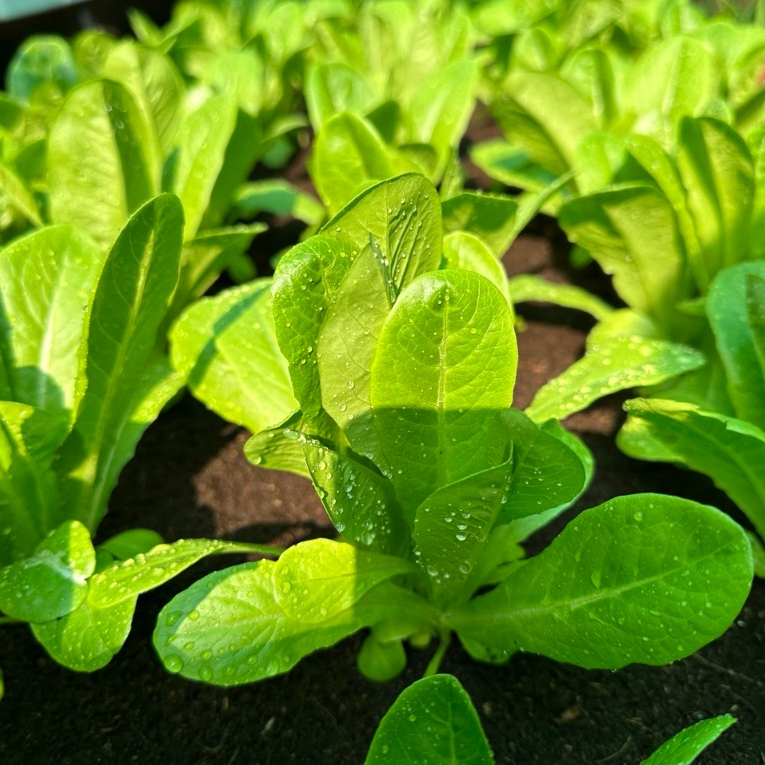 เมล็ดพันธุ์สลัดกรีนคอส ผักกสวนครัว 90-200 เมล็ด อัตรางอกสูง โตไว ใบเรียวยาว สีเขียวสด รสหวาน อัตรางอก [10 แถม 1 คละได้]