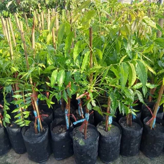 🌿ต้นสะเดามันทวายเสียบยอด🌿ต้นสูงประมาณ 60 ถึง 70 เซนติเมตรพร้อมปลูก