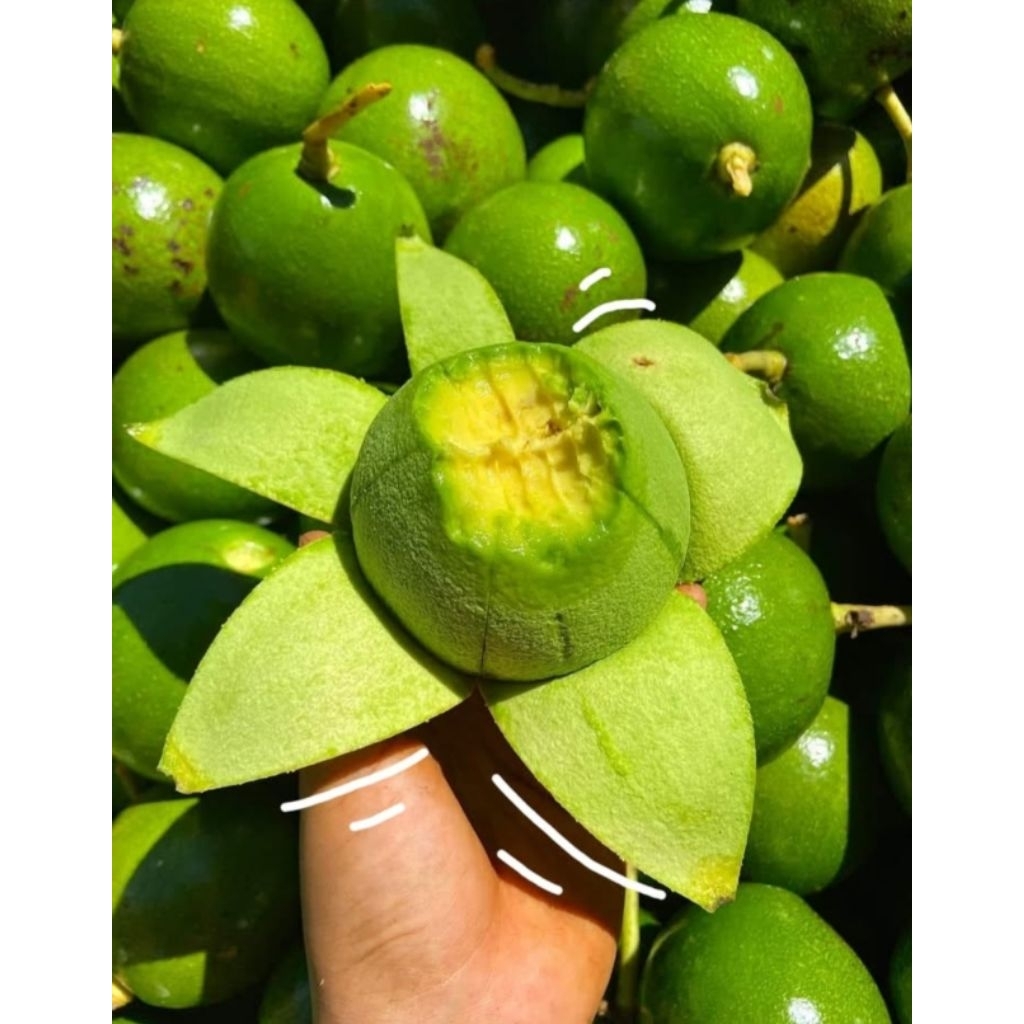 อะโวคาโดสายพันธุ์ปีเตอร์สัน กก.ละ 59 บาท***ขนาด 5-7/กก.***