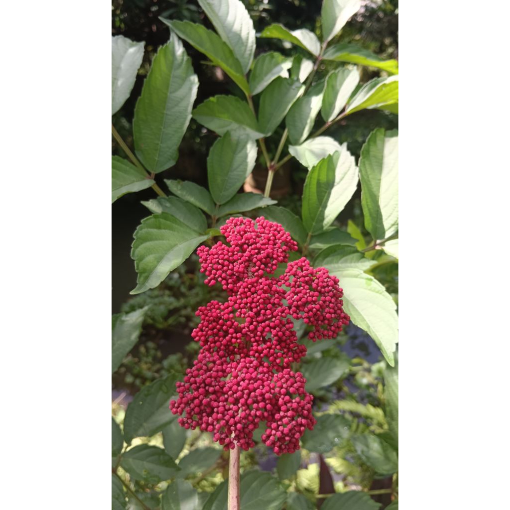 🏵️ต้นสตางค์ไม้มงคลหายากในถุงชำ🏵️