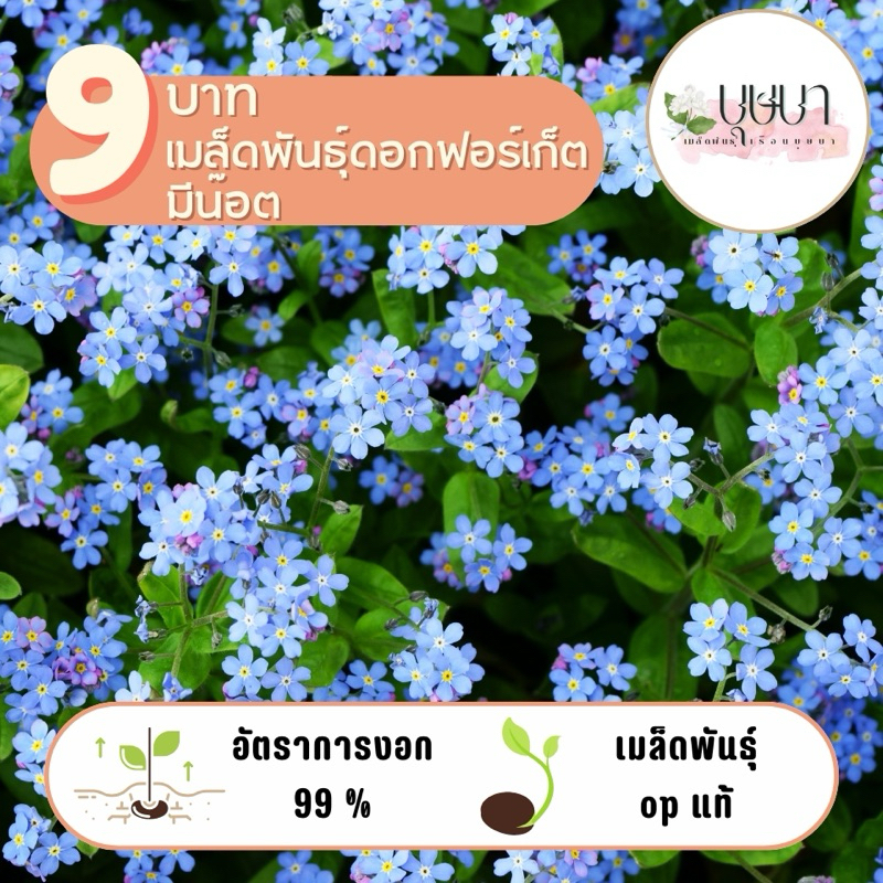 เมล็ดพันธุ์ดอกฟอร์เก็ตมีน๊อต 9บาท 30เมล็ด