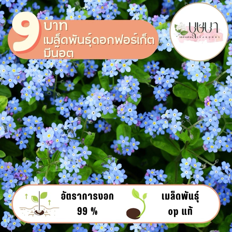 เมล็ดพันธุ์ดอกฟอร์เก็ตมีน๊อต 9บาท 30เมล็ด