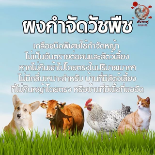 ผงกำจัดวัชพืชเพียงแค่โรย ไม้เลื้อย ต้นพืช ต้นหญ้า ตามตัวหนอนหรือร่องซีเมนต์ บรรจุ 1.0 กิโลกรัม