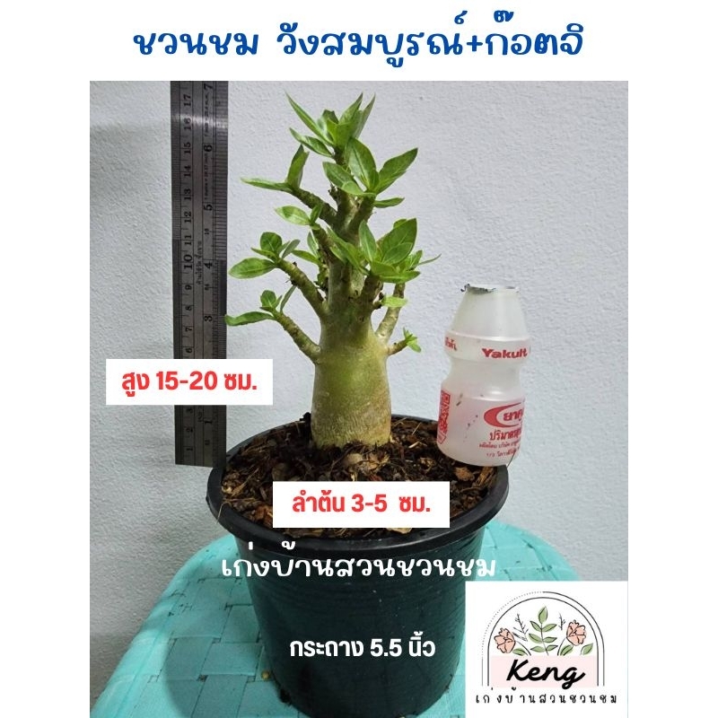 ต้นชวนชมพันธ์วังสมบูรณ์+ก๊อตจิ (อราบิคั่มผสมโซโค) (Arabicum+Socotranum)