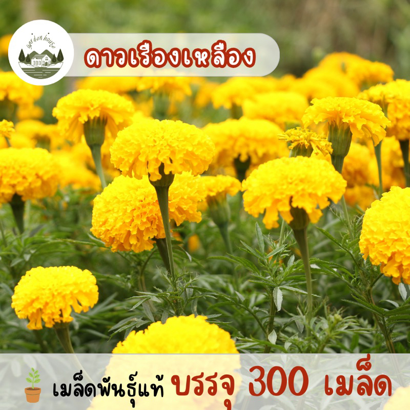 ดาวเรืองเหลืองใหญ่ 300เมล็ด