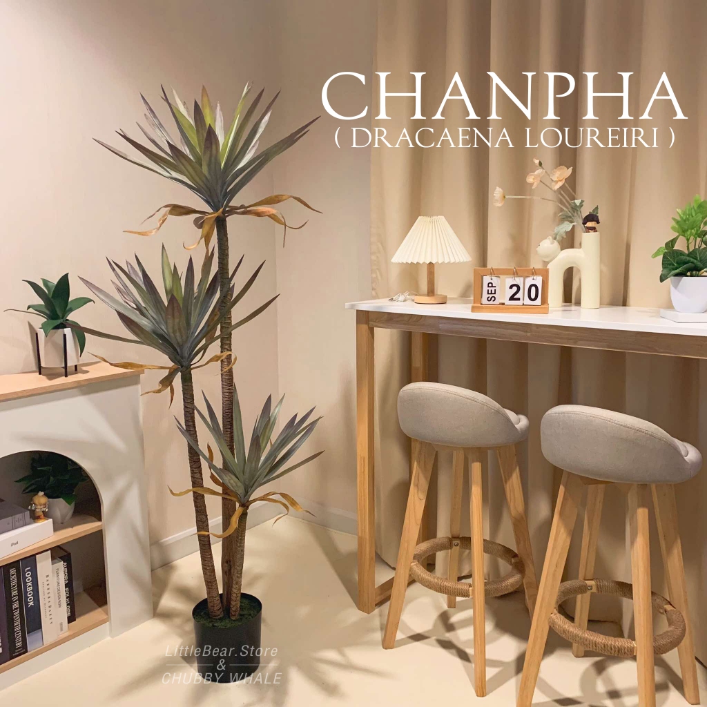 ต้นจันผา ( Dracaena loureiri) ต้นจันทร์แดง ต้นไม้ปลอม ไม้มงคล สำหรับตกแต่งบ้าน (มีสินค้าพร้อมส่งจากไทย)
