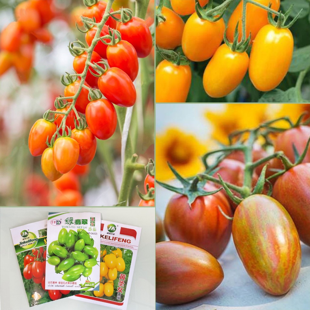 เมล็ดพันธุ์ มะเขือเทศเชอร์รี่ 100 - 300เมล็ด Roma Tomato หลักสี **ศึกษาวิธีการเพาะได้ในรายละเอียดสินค้า**