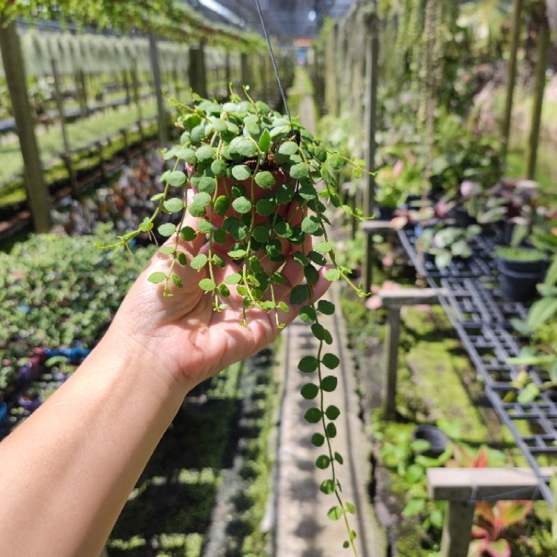 ต้นเดฟกระถาง 2.5นิ้ว มีลวดพร้อมแขวน  ต้นไม้เลี้ยงแดดรำไร