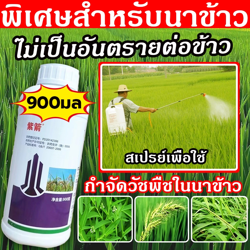 พิเศษสำหรับนาข้าว ความจุสูง900ml ยา ฆ่า หญ้า ยาฆ่าหญ้าในนาข้าว กำจัดวัชพืชใบกว้างและกกไม่ทำลายข้าว ผลยาวนาน