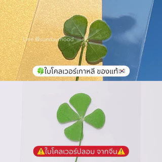 [พร้อมส่งของแท้] 🍀ใบโคลเวอร์ 4 แฉก พร้อมซองทอง แบบร้านคุณลุง จากเกาหลี ใบโคลเวอร์ เคลือบการ์ด clover leaf