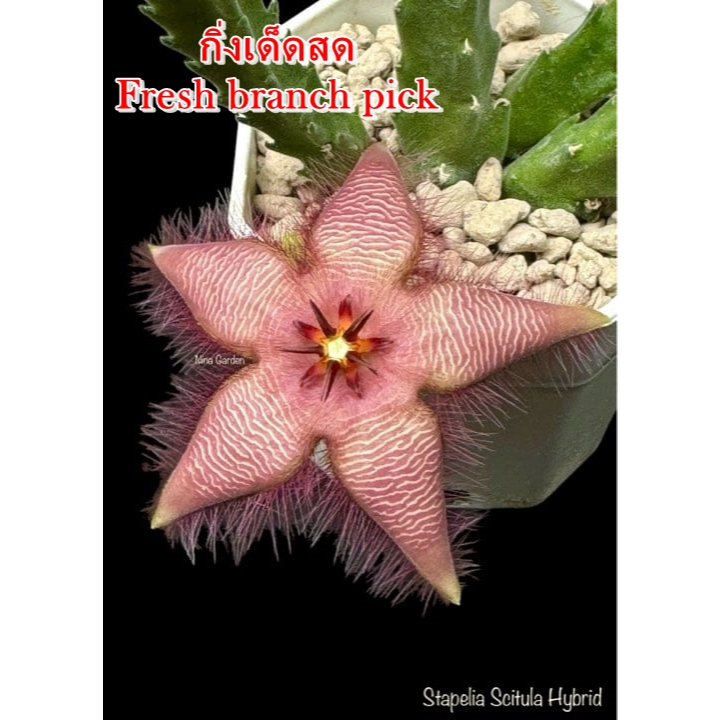 เก๋งจีน Stapelia Scitula Hybrid *กิ่งเด็ดสด* แคคตัส ไม้อวบน้ำ Cactus and Succulent