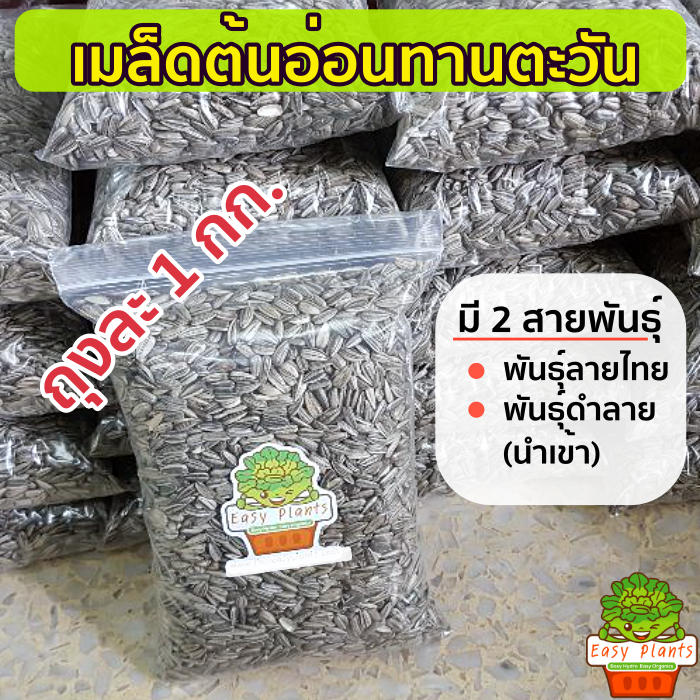 เมล็ดต้นอ่อนทานตะวัน 2 แบบ เมล็ดลายไทย และ เมล็ดดำนำเข้า ต้นอ่อน ต้นอ่อนทานตะวัน เมล็ดทานตะวันงอก
