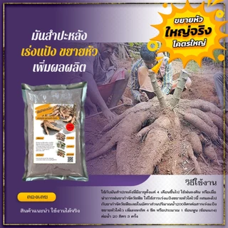 ปุ๋ยเร่งแป้งขยายหัวโตไวมันสำปะหลัง ทำให้หัวมันสำปะหลังโตไวมีขนาดใหญ่ขึ้น ช่วยเพิ่มผลผลิต