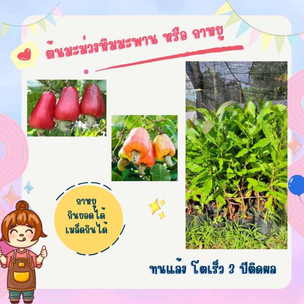 ต้นมะม่วงหิมะพานหรือกาหยู เก็บยอดทานได้ 60Cm🌻