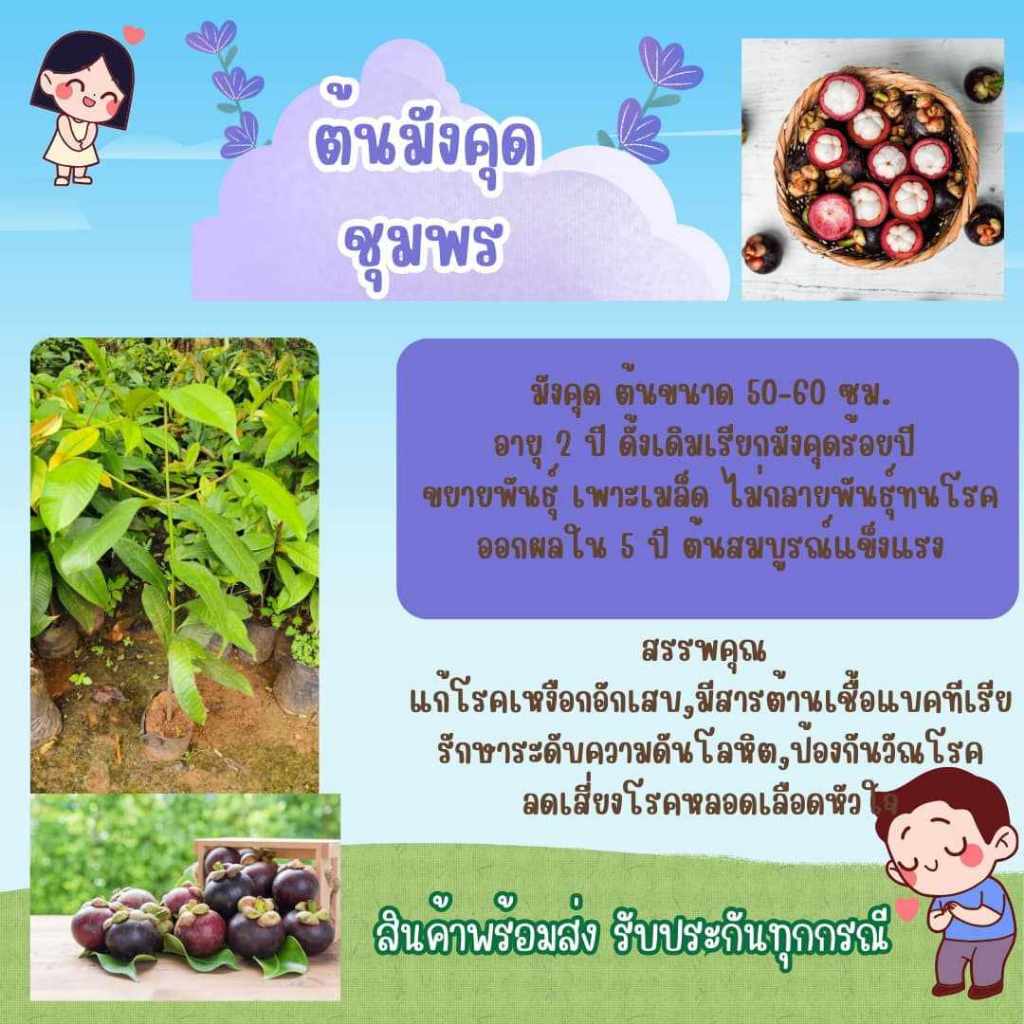 ต้นมังคุด มังคุดเพาะเมล็ดอายุ 2ปี พันธุ์ชุมพร