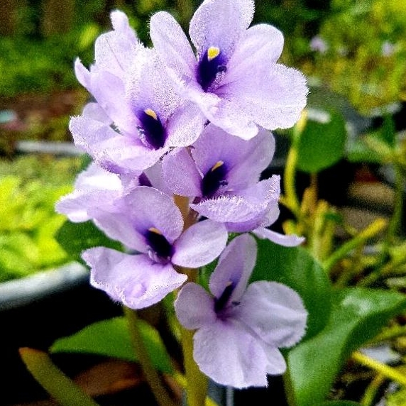 ไม้น้ำแม่พันธ์💗สีม่วงกำมะหยี่.ไอค์ฮอร์นเนียเอโซเรีย💗ออกดอกตลอดปี เลี้ยงง่าย🌸2ต้น มุ้งมิ้งๆๆ🌸💕