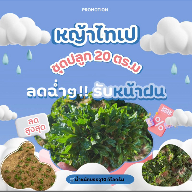 หญ้าไทเปชุดสำหรับพื้นที่ 20 ตรม