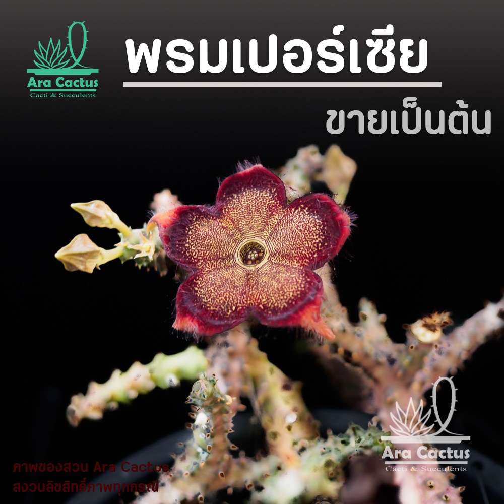 สวนขายเอง! Edithcolea grandis *ราคาขายต่อราก* มีแตกหลายกิ่ง พรมเปอร์เซีย  ต้นไม้ประดับ อวบน้ำ ไม้ฟอกอากาศ