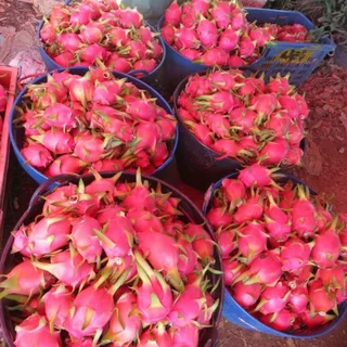 ต้นพันธุ์ แก้วมังกร สีขาว ถุงดำพร้อมปลูก 29บาท white dragon fruit มีคุณค่าทางอาหารสูง มีเส้นใยอาหารสูง ช่วยให้อิ่มท้อง