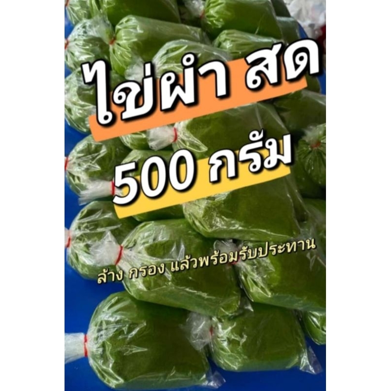 ไข่ผำสด 500 กรัม ทานได้ เพาะเลี้ยงได้