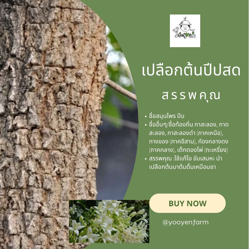 เปลือกต้นปีบสด(ต้นกางของ)ถากสดจากต้นทุกออเดอร์(250,500กรัม)