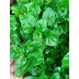 ต้นกล้า วอเตอร์เครส สีเขียว  ราชินีผัก สำหรับคนรักสุขภาพ  gr…