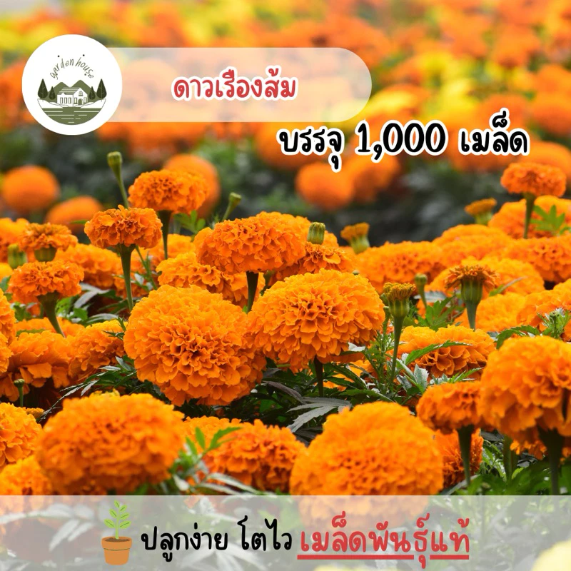 ดาวเรืองส้ม 1,000 เมล็ด(มีแถม)