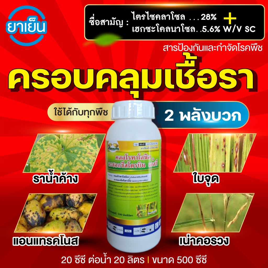 คลอโรทาโลนิล+อะซอกซีสโตรบิน (2 พลังบวก) ใบไหม้นาข้าว ราน้ำค้าง ใบจุด ราสนิม ไฟท็อปเทอร่า : 500 ซีซี