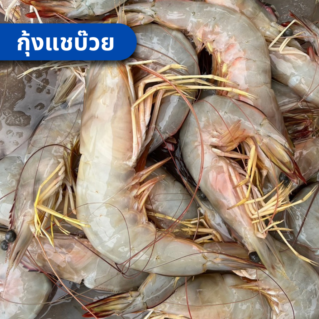 กุ้งทะเล กุ้งแชบ๊วย กุ้งสด เกรด A มีนามีปลา อาหารทะเล สด ไม่แช่สารเคมี