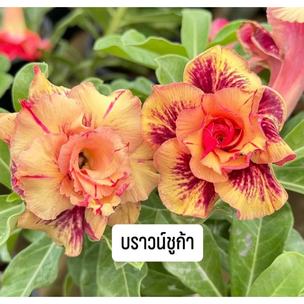 ชวนชมดอกซ้อน "บราวส์ชูก้า" ขนาดกระถาง 6 นิ้ว (แบบถอนจัดส่ง)