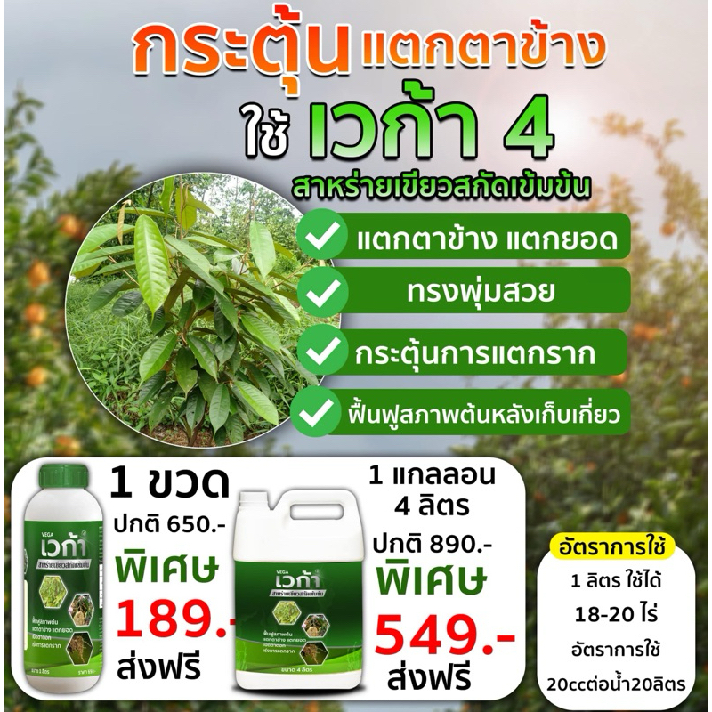 เวก้า️4 สาหร่ายเขียว1ลิตร สุดยอดธาตุอาหารชนิดคีเลต เร่งโต ใบเขียว เพิ่มผลผลิตสูง เร่งราก ขนาด 1 ลิตร