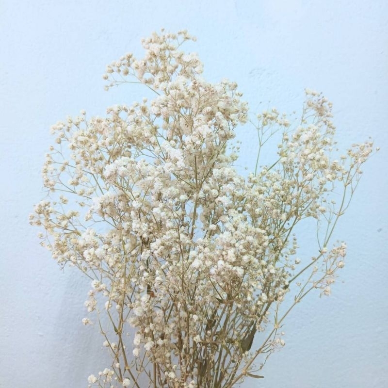 ดอกไม้แห้ง ยิปซีแห้งธรรมชาติสวยๆพร้อมส่ง