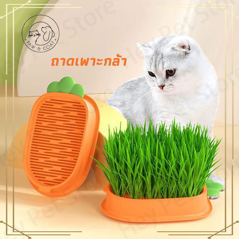 หญ้าแมว ข้าวสาลีแมว ถาดเพาะกล้า ขนมแมว แครอทและกล่องไฮโดรโปนิกหญ้าแมว ชุดปลูกหญ้าแมว ไม่มีเมล็ดพันธุ์