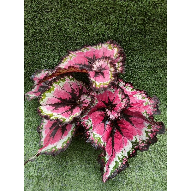 ต้นบีโกเนียRex"Macarena"[Begonia Rex"Macarena"] ไม้ในกระถาง4"