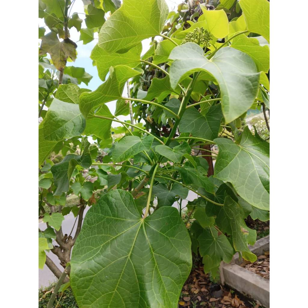 ต้นพันธุ์ สบู่ดำ ถุงดำต้นละ 49บาท Physic nut, Purging nut, Barbadose nut