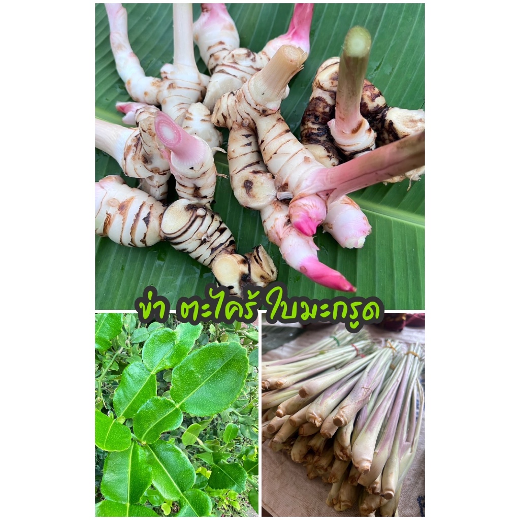 ข่า ตะไคร้ ใบมะกรูด เก็บสดๆจากสวน ปลูกแบบธรรมชาติ ปลอดสารพิษ