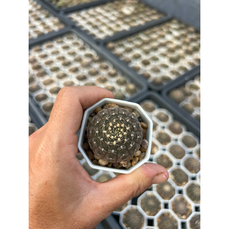 ยิมโนจานบิน Gymnocalycium ragonesei กระถาง 2-3 นิ้ว ราคา ถูกที่สุด ดีลบีเคเค แกลเลอรีภาพที่ 7