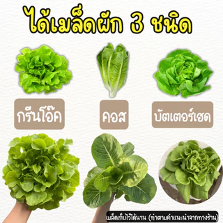 ชุดใหญ่ (กล่องโฟม 3 ใบ) ชุดปลูกผักสลัดไฮโดรโปนิกส์