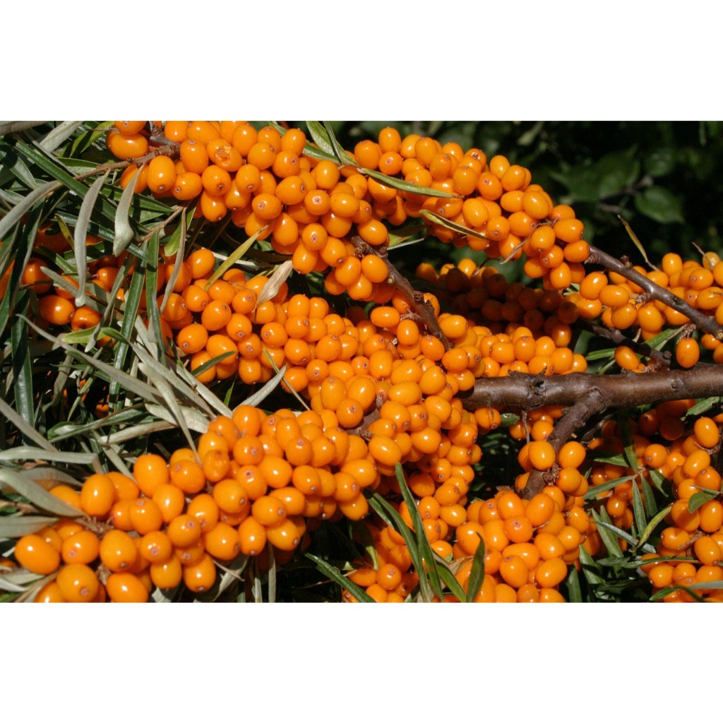 ซีบัคธอร์น (Sea Buckthorn) Hippophae rhamnoides เมล็ดพันธุ์ ไม้ทนร้อน ทนแดด วิตามินซีสูง เบอร์รี่