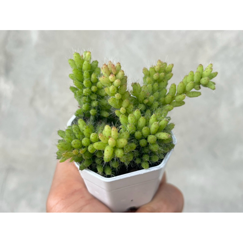 Rhipsalis mesembryanthemoides กุหลาบหิน ไม้อวบน้ำ กระถาง 2 นิ้ว