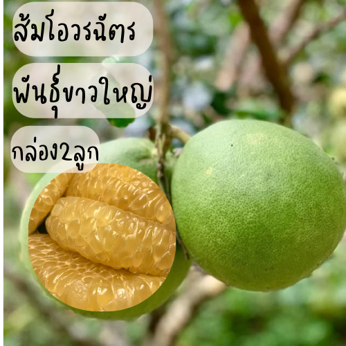 [กล่อง2 ลูก] ส้มโอขาวใหญ่อัมพวา ส่งตรงจากสวน เนื้อฉ่ำ