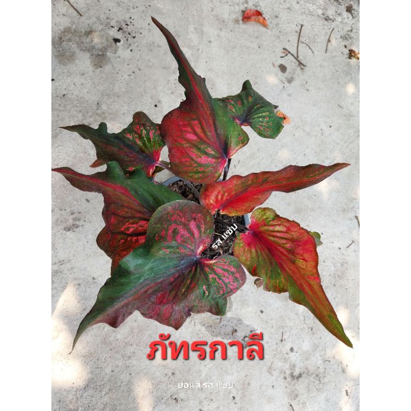 ต้นบอนสี ภัทรกาลีบอนใบยาวน้ำตาลเขียวด่างแดงมีเม็ดสีบางใบเป็นลักษณะใบฮวก คือมีสะโพกใหญ่แต่ปลายใบเรียวแหลม เปลี่ยนร่างได้